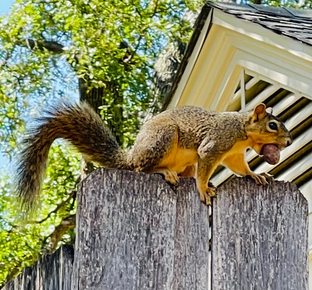 Maureens-backyard-squirrel-moving-a-nutshell